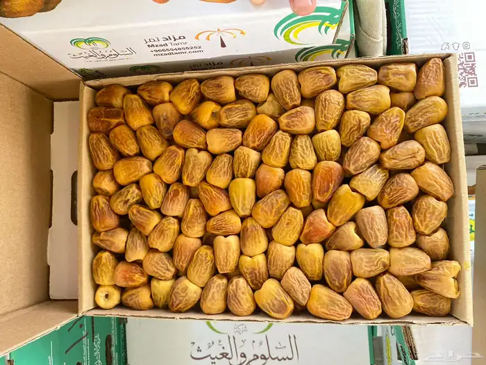 سكري مفتل رقم 1 2