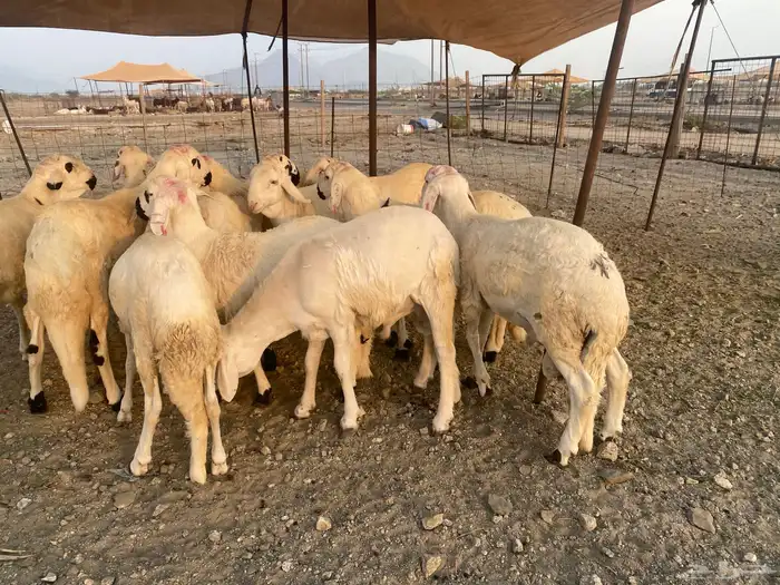 طليان سواكن جذعان 7