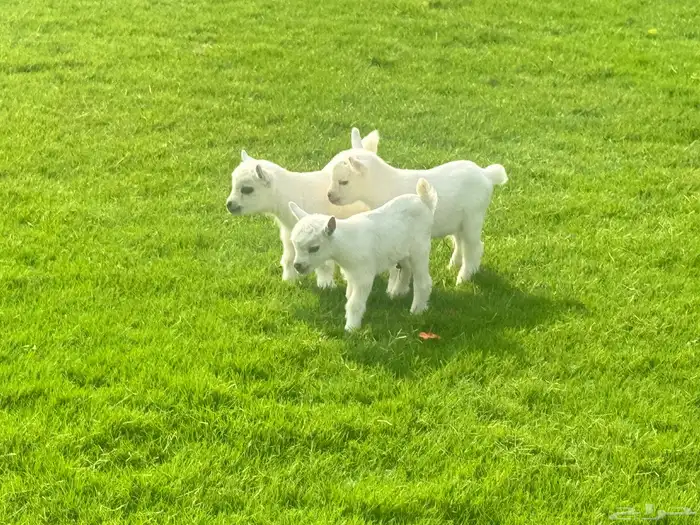 ماعز قزم ماشاء الله الموقع ذهبان 14