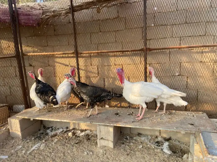 رومي للبيع 2