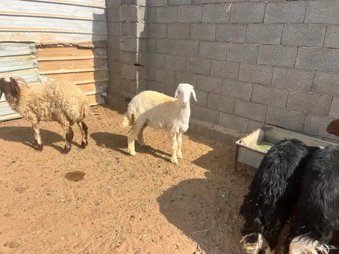 رخله حريه صنف 1