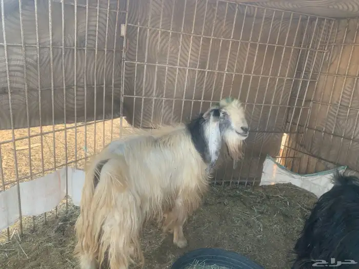 فحول تيوس. مشروطه 1