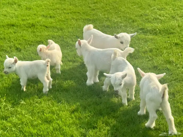 ماعز قزم ماشاء الله الموقع ذهبان 12