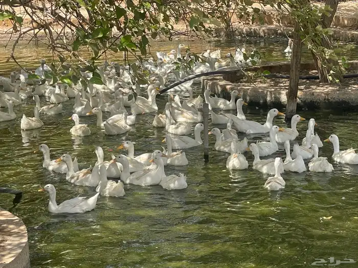 بيض بط مخصب بكيني 1