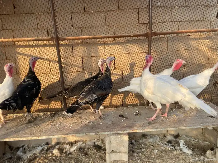 رومي للبيع 1