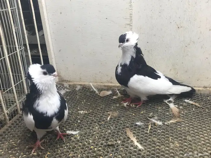 عبسي بلغاري. طيور حمام 1