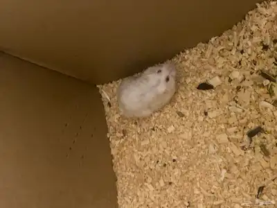 هامستر روسي index