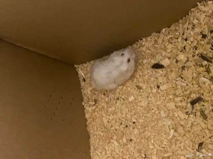 هامستر روسي 2