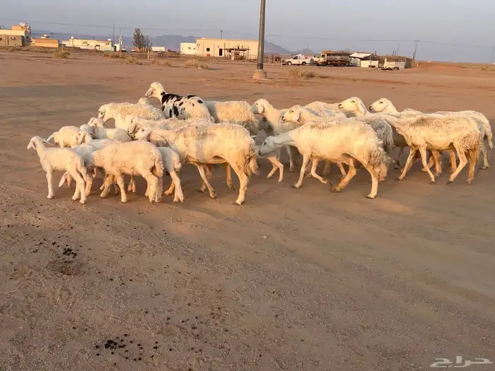 مراح حريات مواليد ولد 2