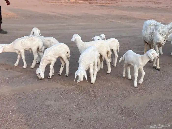 مراح حريات مواليد ولد 19