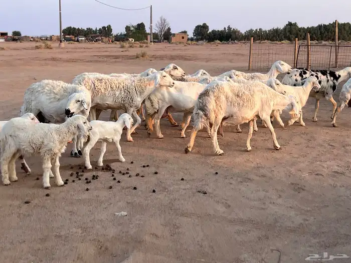 مراح حريات مواليد ولد 22