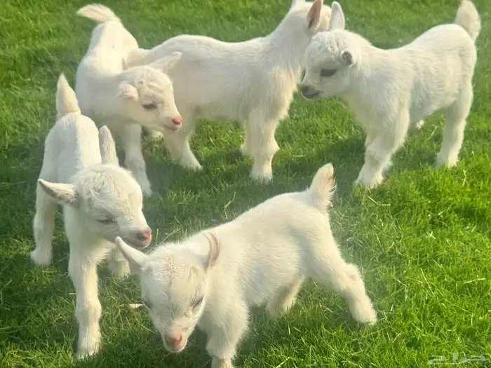 ماعز قزم ماشاء الله الموقع ذهبان 7