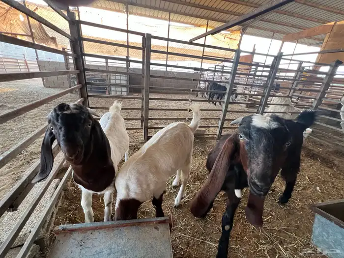 تيوس بلدي لبانية اوزان كبيرة 0