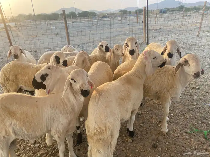 طليان سواكن جذعان 2