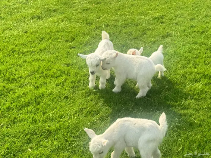 ماعز قزم ماشاء الله الموقع ذهبان 8