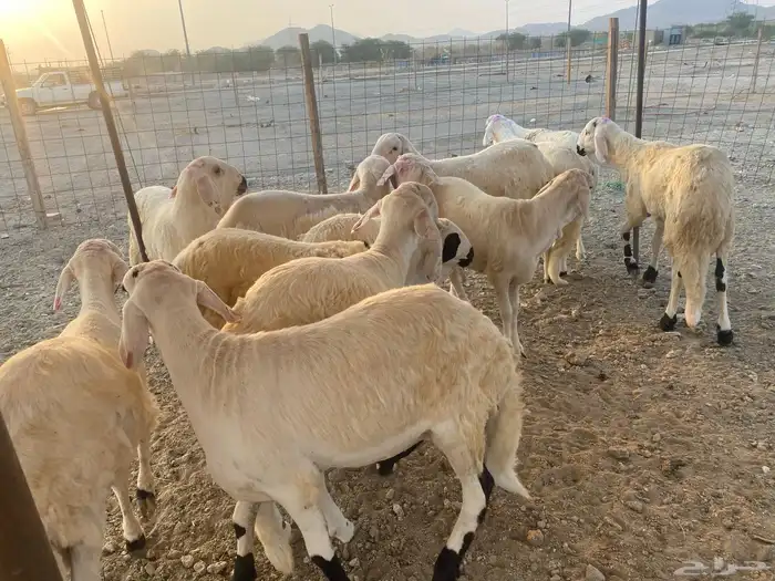 طليان سواكن جذعان 0