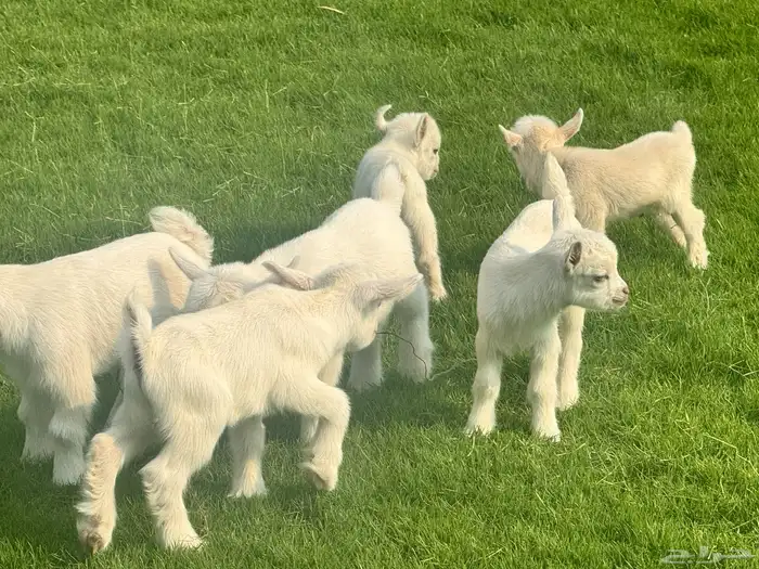 ماعز قزم ماشاء الله الموقع ذهبان 13