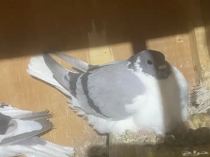 زاجل (افغانيات) 0