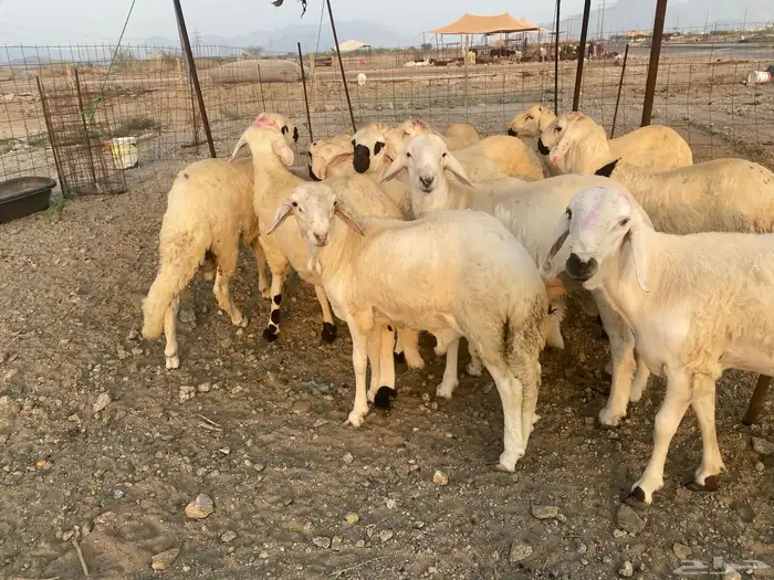 طليان سواكن جذعان 13