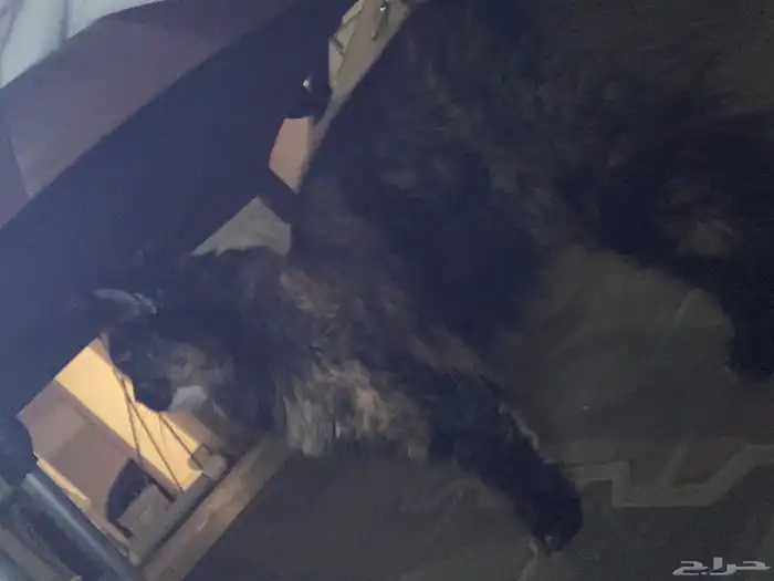 بسه لتبني حي الواحه 1