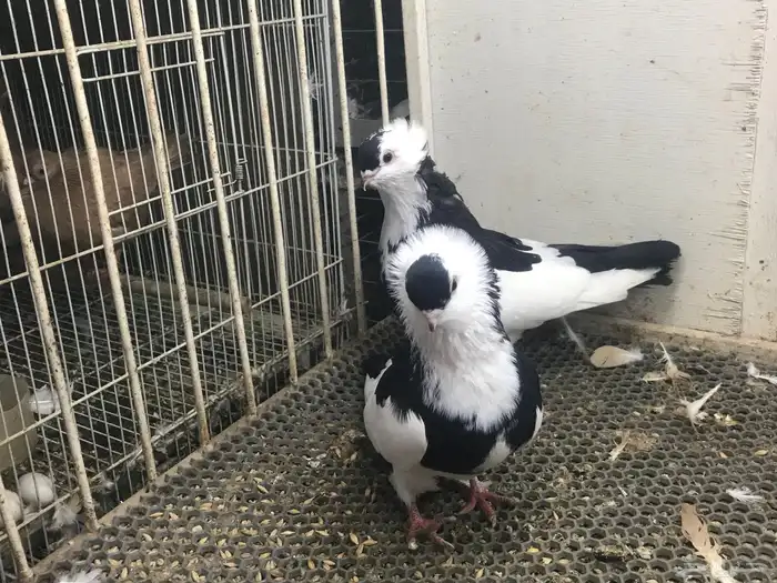 عبسي بلغاري. طيور حمام 0