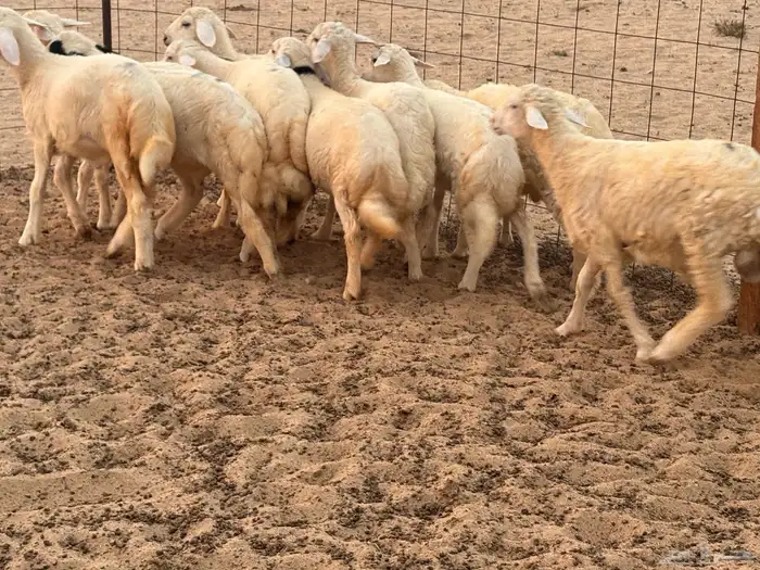 بهم حري تربيه عدد 10 0