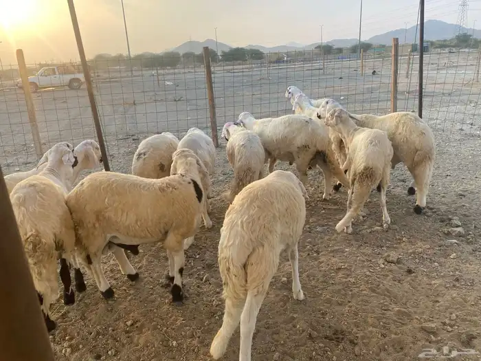 طليان سواكن جذعان 1