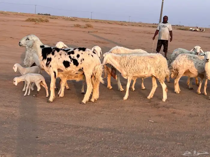 مراح حريات مواليد ولد 10