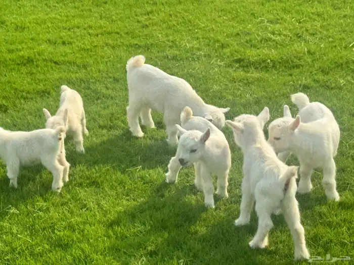 ماعز قزم ماشاء الله الموقع ذهبان 10