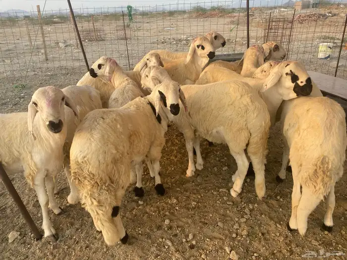 طليان سواكن جذعان 4