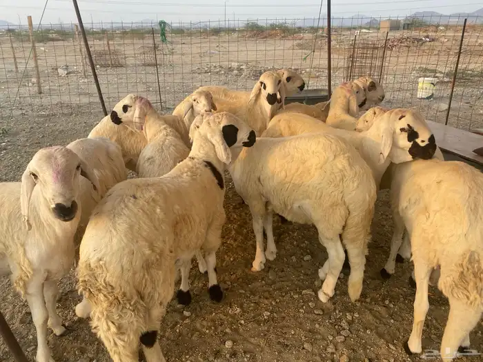 طليان سواكن جذعان 9