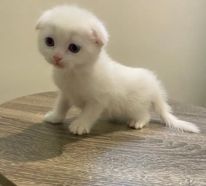 قطط صغيره سكوتش فولد اللون ابيض للبيع 1