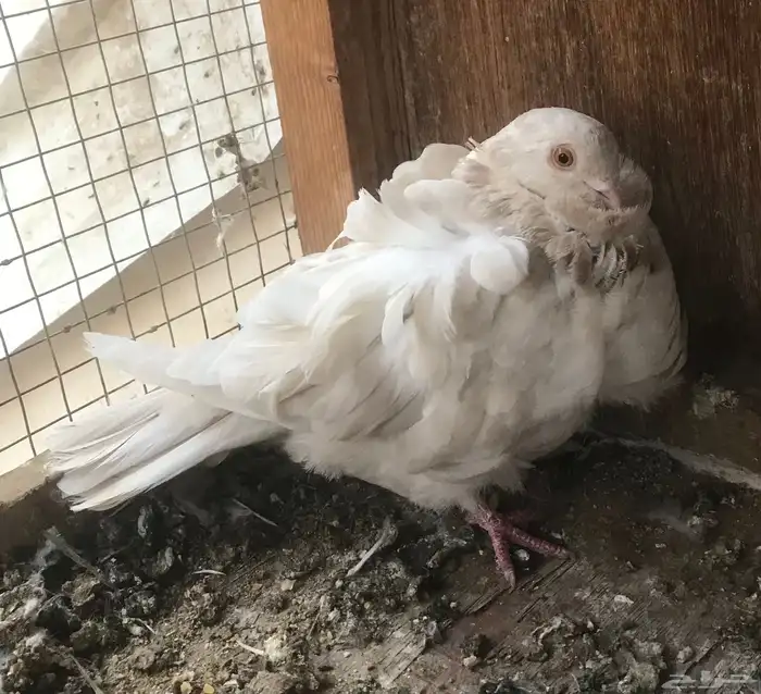 انثى كشكش ليمون منتجه 1