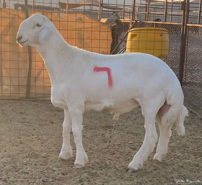 مشاريع فحول ضغط عالي 3