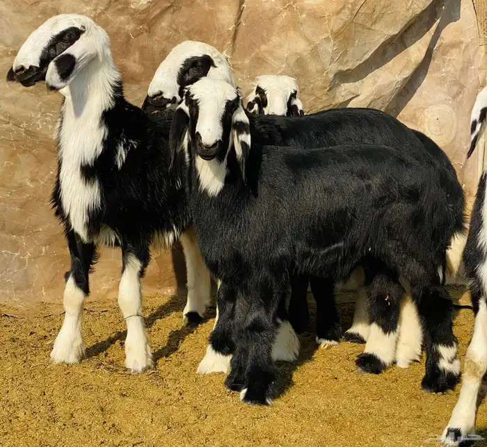 للبيع بعم هرفي نجد 2