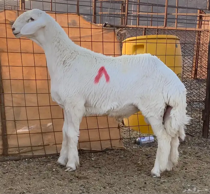 مشاريع فحول ضغط عالي 2