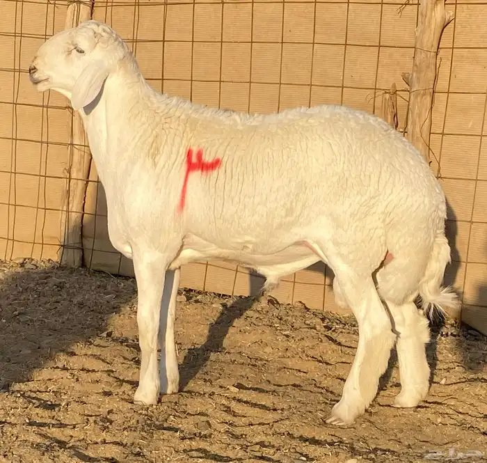 مشاريع فحول ضغط عالي 4