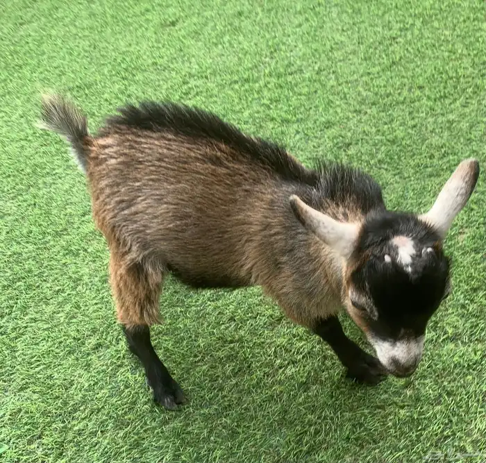 ماعز قزم نوع فاخر للبيع 3