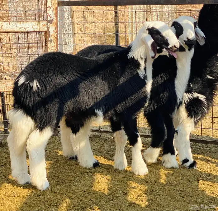 للبيع بعم هرفي نجد 1