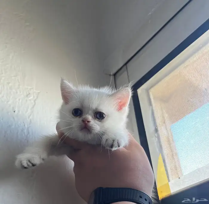 للبيع سكوتش تربل فولد مستوى vip 2