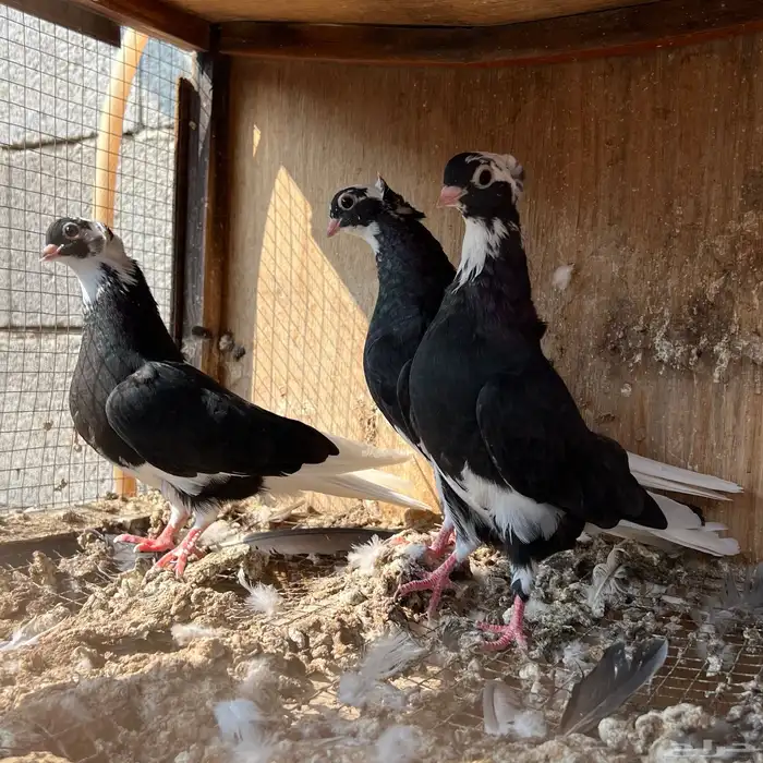 حمام قطيفي 3 اجواز 12