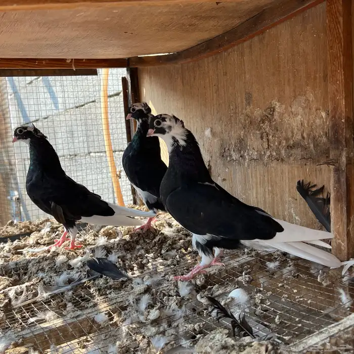 حمام قطيفي 3 اجواز 11