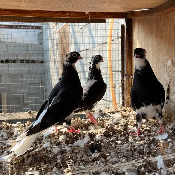 حمام قطيفي 3 اجواز 13