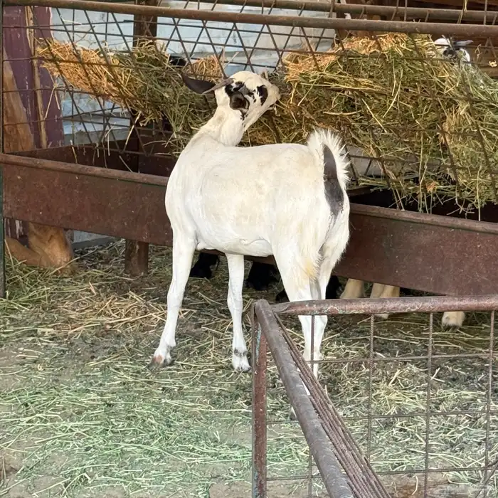 ذبائح بلدي للمناسبات والافراح تربية مو حلال والدي نظيفة 18