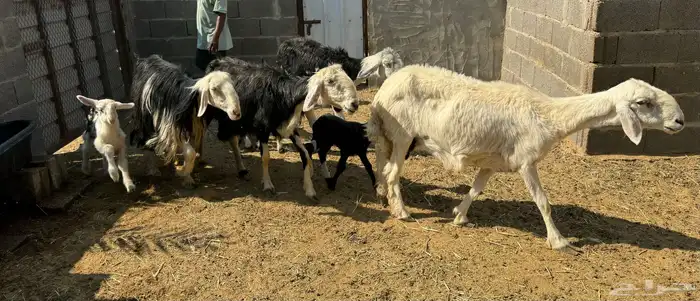 شياه نجد متابيع 4 تحتها 4 0