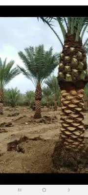 يوجد لدينا جميع انواع النخيل العربي والواشنطن بكل المقسات 2