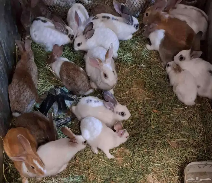 ارانب بلديه 0