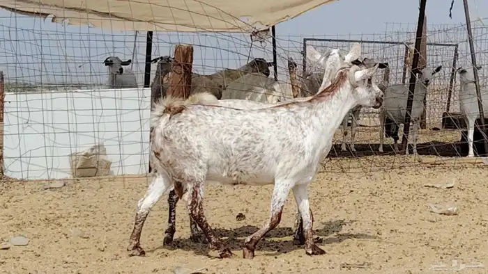 معزه مرخ للبيع 2