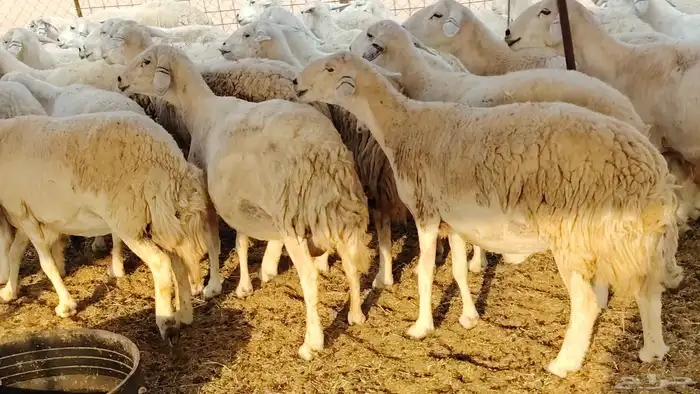 غنم حريه جروم ناهيه 39 رأس دفيع واصل 4