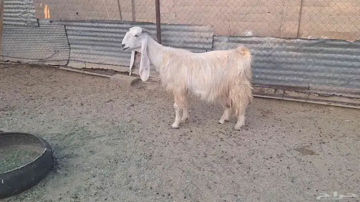 برصاء طيبه دافع قريب ولادتها باذن الله 0